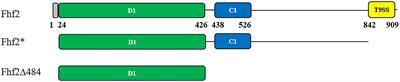 The Endo-α(1,4) Specific Fucoidanase Fhf2 From <mark class="highlighted">Formosa</mark> haliotis Releases Highly Sulfated Fucoidan Oligosaccharides